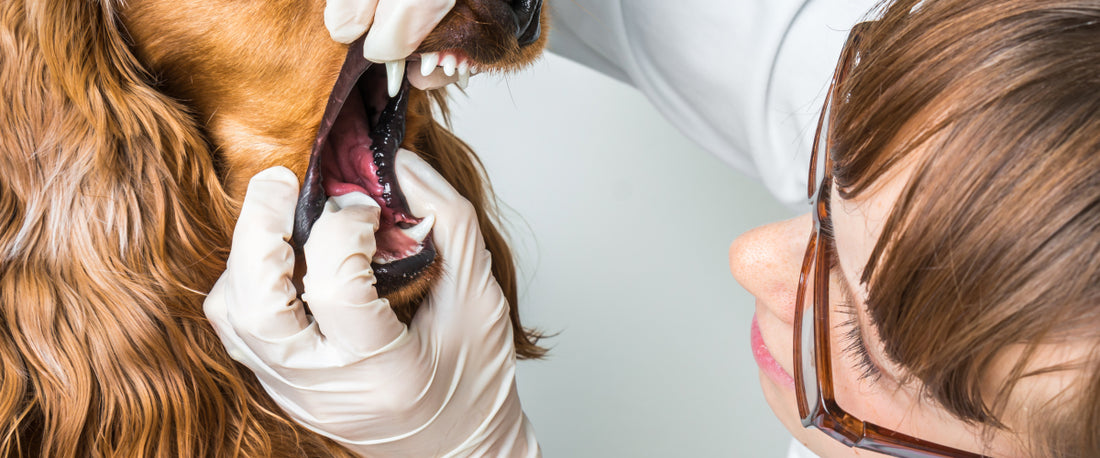 5 Easy Tips to Keep Your Dog's Teeth Healthy and Problem-Free!
