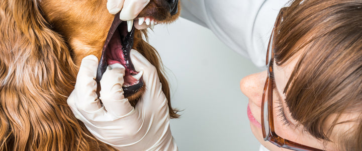 5 Easy Tips to Keep Your Dog's Teeth Healthy and Problem-Free!