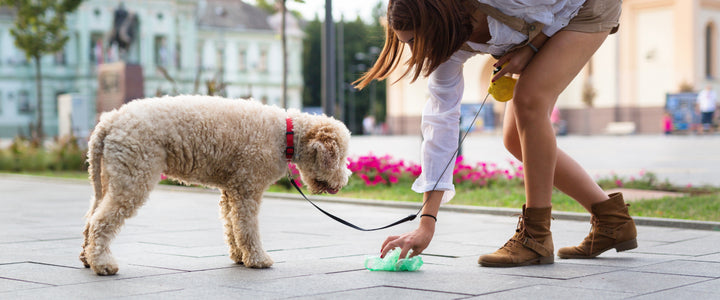 Gut Problems in Dogs? A Canine Probiotic May Help!