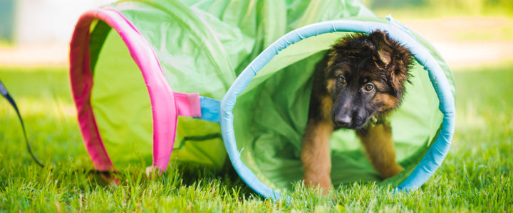 Raising a Happy Puppy: The Importance of Socialization & Expert Tips
