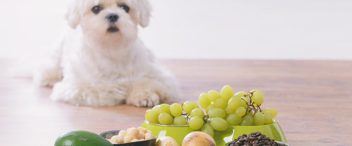 Unlock the Danger: 7 Foods You Should Never Feed Your Dog