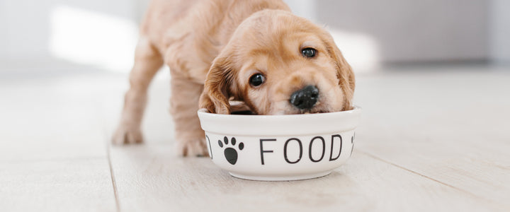 5 Surprising Benefits of Proper Nutrition for Your Dog!