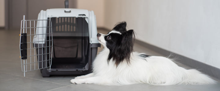 The Ultimate Guide to Dog Crating: Tips for Training and Management
