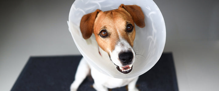 Unlock the Surprising Benefits of Spaying or Neutering Your Dog!