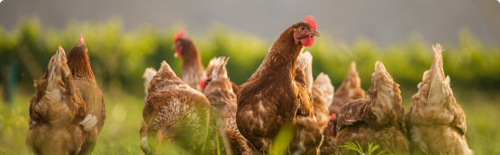 Extremely powerful joint supporting nutrients.