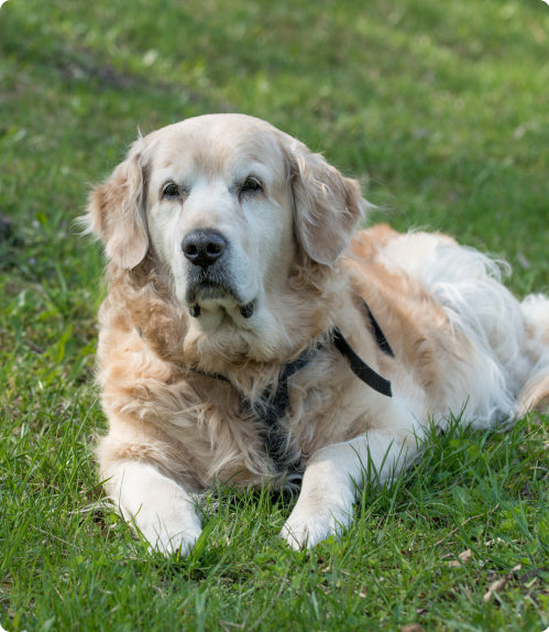 Dog collapsed onto the grass.