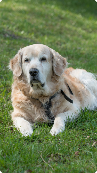 Dog collapsed onto the grass.