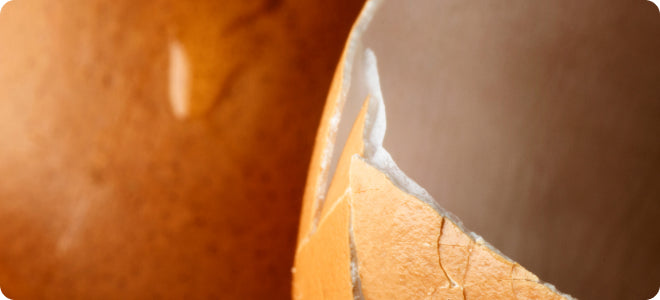 Eggshell membrane powder.
