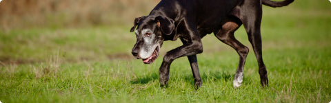 Support joint damage.