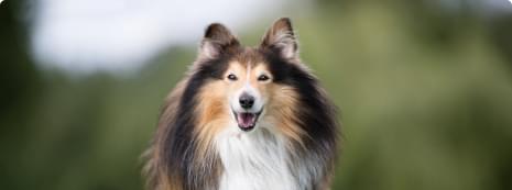 A Healthier And Shinier Coat.