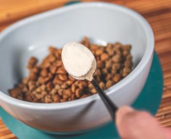 B Longum - Bacteria.