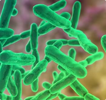 B Longum - Bacteria.