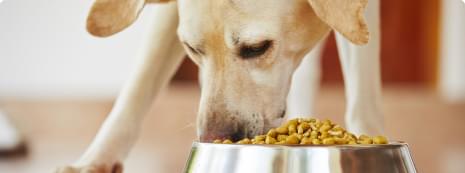 Better Digestion As A Result.