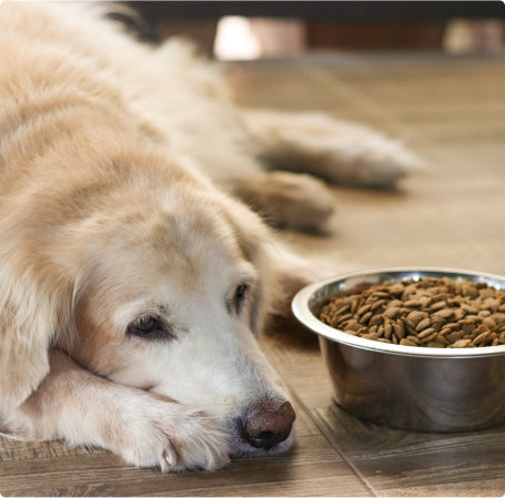 You're at a critical juncture in your dog's life.