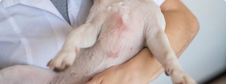 Dealing-with-recurring-rashes-and-skin-issues.