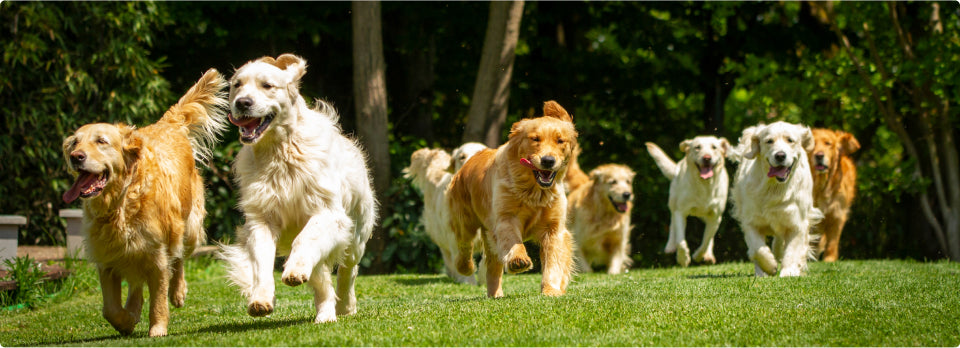 Dog group running.