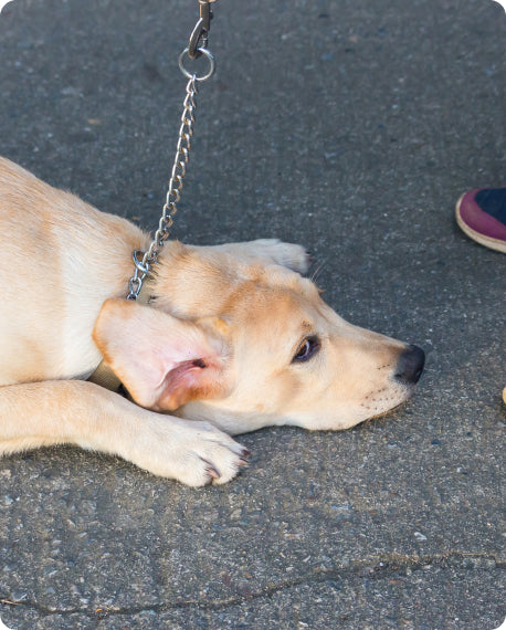 Dog collapsed onto the grass.