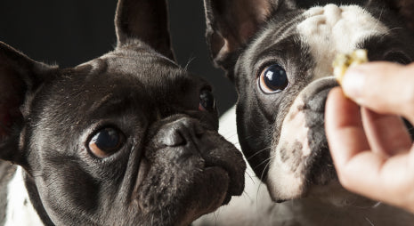 Introduce EPA and DHA into our dogs' diet.