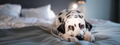 Having Low Energy And Acting Depressed.