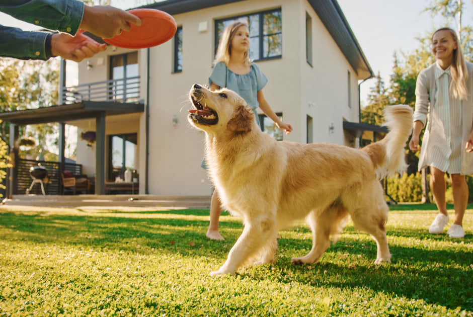 You’ll be amazed at how quickly your dog gets back acting like his or her old self.