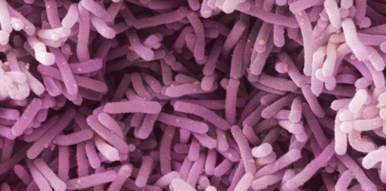 L. Casei supports cell health in senior dogs.