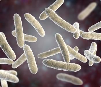 L Plantarum Bacteria.