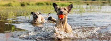 Less Anxiety And Aggression.