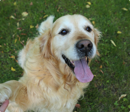 Dog is just like when he was three years old.