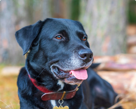 Miranda's black labrador.