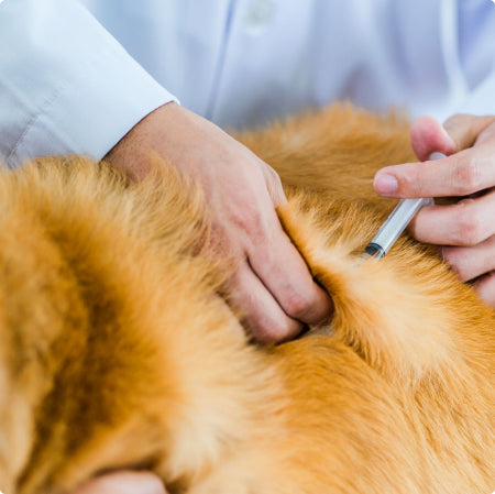 The vet suggested monthly injections.