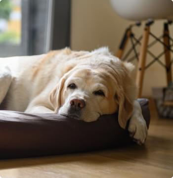 My Beloved Labrador.