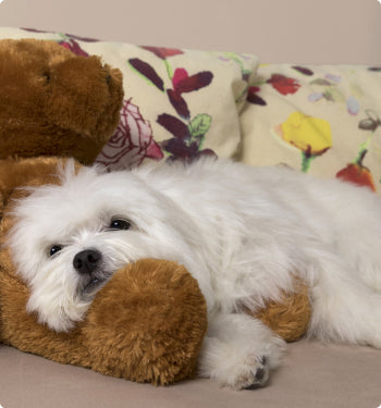 My Beloved Maltese.