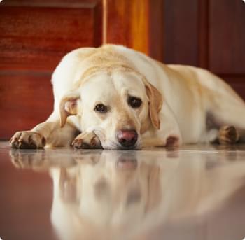 My Labrador Retriever Lacey.