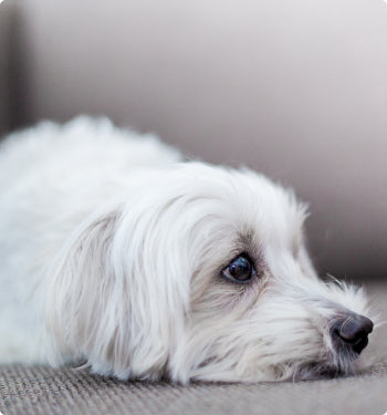My Maltese Lacey.