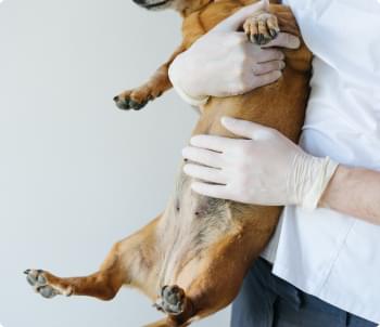 Natural Folate Production.