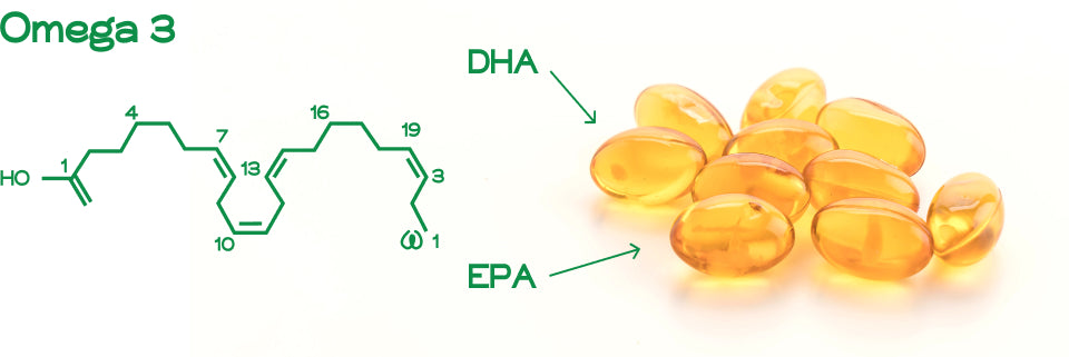 Why EPA and DHA are so crucial to the health of all dogs.