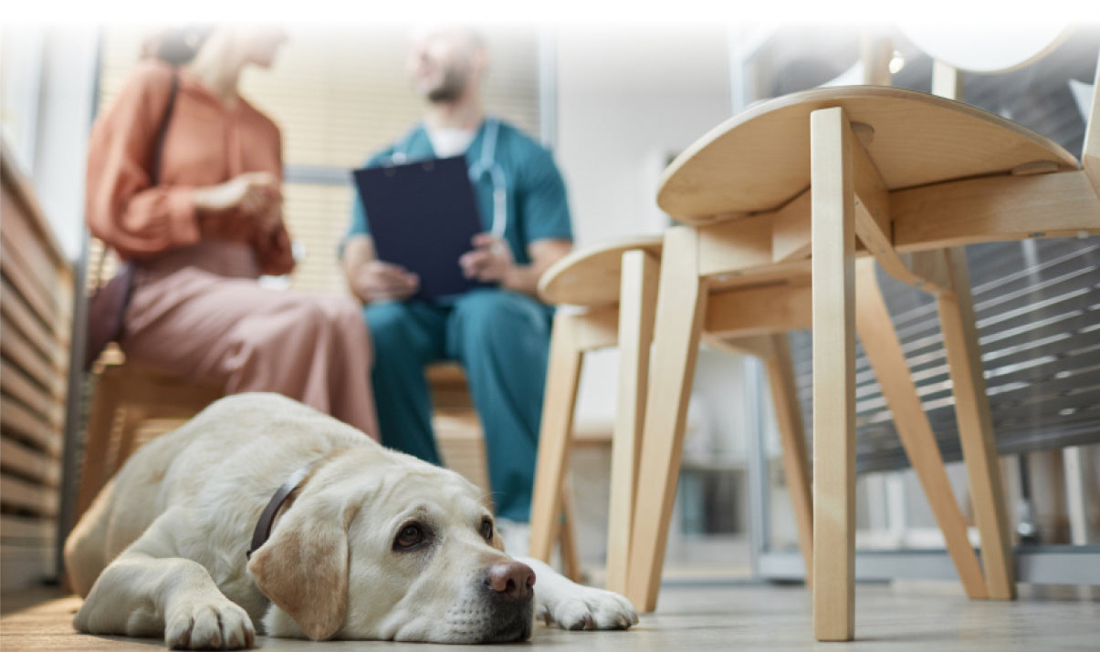 I refused to accept my dog is sick.