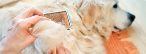 Shedding Constantly.