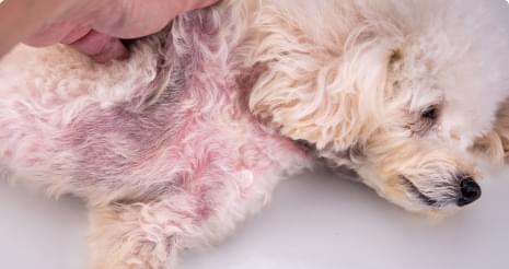 Skin Issues And Allergies.